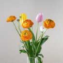 농가마트청수점 | 농협하나로마트에서 생화 꽃 저렴하게 구매하기