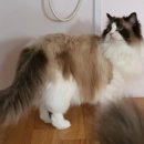 캣돌 캐터리 이미지