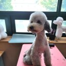 펫미용소모품