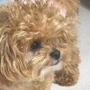 멍균관대 이미지