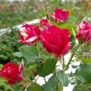 조병화농장 | 마산어시장 창동 예술촌 갤러리 불종거리 오동동 농장직송 꽃집 장미꽃 생일 기념일 개업 승진 축하화분...