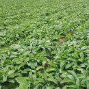 사연농장 이미지