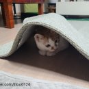 외동마님 이미지