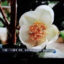 오성다도명가연