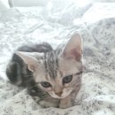 용원동물병원 이미지