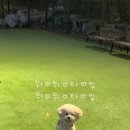 댕댕스토리 이미지