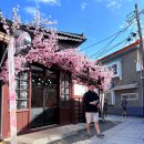 까멜리아 이미지