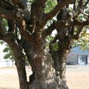 의령 충익사 모과나무 이미지