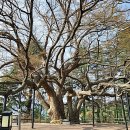 마산1로 느티나무길 이미지