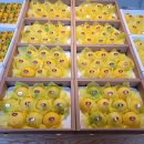 녹차분재로 이미지