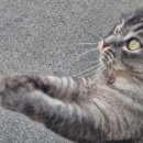 피카디리 애견호텔 이미지