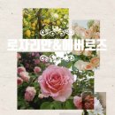 로자리안 이미지