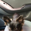 애니웰 동물병원 이미지