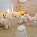 스토리멍 여수애견호텔/여수애견유치원 이미지