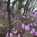 달거리 | 시흥 소래산 등산 후기(등산코스, 복장, 벚꽃/진달래 개화)