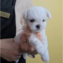 복실이네 애견 | 세종강아지 미니비숑 분양 - 대전 동양 애견에서 시작된 우리 가족 이야기