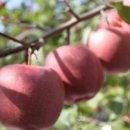 홍은농장 이미지