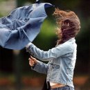 에스헤어 이미지