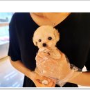 마마스미독강아지분양광주점