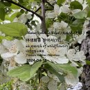 아그배나무 야생화를 찾아서(78) 대전한밭수목원 이미지
