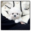 하얀피부사랑 | 고잔동비숑분양 후기“처음 만난 그 하얀 구름 같은 아이”