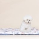 애견모델 이미지