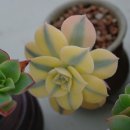 썬버스트 이미지