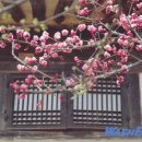 3월에 가볼만한 곳, 봄꽃축제 추천 여행지 이미지