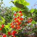 명지리앵두마을 이미지