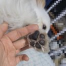 로즈펫 | 강아지, 고양이 보습관리 퓨어프렌즈 퓨어발런스 펫 인텐시브 크림 보습제 사용 후기