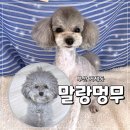 Pet salon | 부산 강아지 미용 추천 거제동 애견미용 말랑멍무 후기