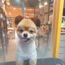 미키애견 이미지