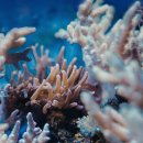 더미량(THE MIRYANG) | ※ 칼슘 영양제, 제발 과대광고에 현혹되지마세요 (ft.식물성, 원료배합, 흡수율 비교)