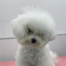 뭉구르밍 이미지