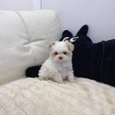 데일리독 | 의정부강아지 데일리독 의정부점 방문 후기