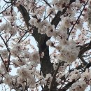 왜관초등학교 이미지