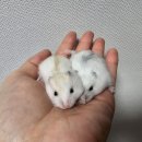 골든햄스터분양 탬펫 강남점 이미지