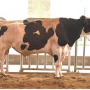 조광현축산 이미지