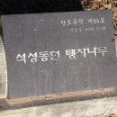 석성동헌 탱자나무 | 부여 석성동헌 탱자나무(옛 관공서 공간에 있는 유일한 탱자나무/국가지정 천연기념물)/부여 석성동헌...
