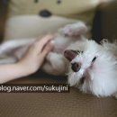 아로마 테라피 이미지