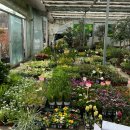 UR(대전광역시)-[북유성대로]-하-55 | 봄맞이 식쇼핑 🪴 / 대전 유성노은화훼단지, 엑스포식물원