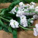 꽃꽂이 중급 이미지