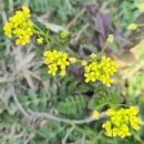 중앙탑공원 | 충주 가볼만한곳 중앙탑공원 탑평리 칠층석탑, 봄꽃 가득한 워크샵 뒷풀이