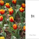 튤립(Tulipa) 이미지