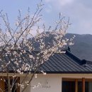 스테이 띠앗 이미지