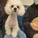 순풍동물병원 이미지