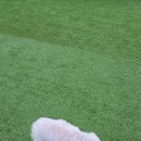 위드왈왈 이미지