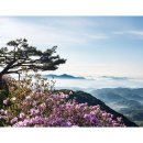 더덕향기