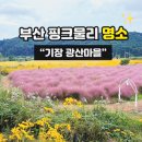 기장군농업기술센타 | 올해 마지막인 부산 핑크뮬리 명소 기장 광산 마을 주차 정보 및 방문 후기