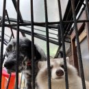 로던트 클럽 이미지